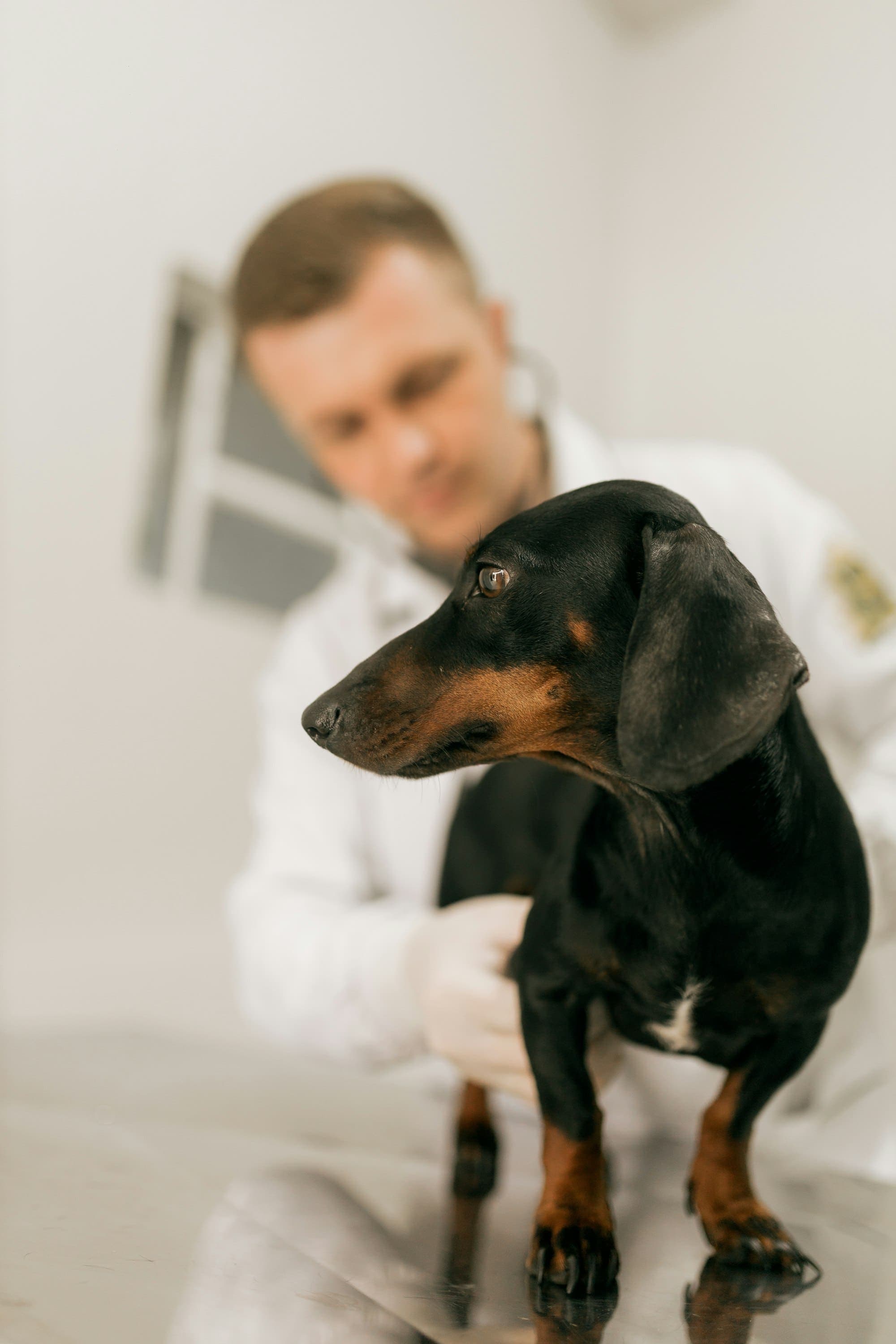 Tierarzt untersucht einen Dackel auf dem Behandlungstisch
