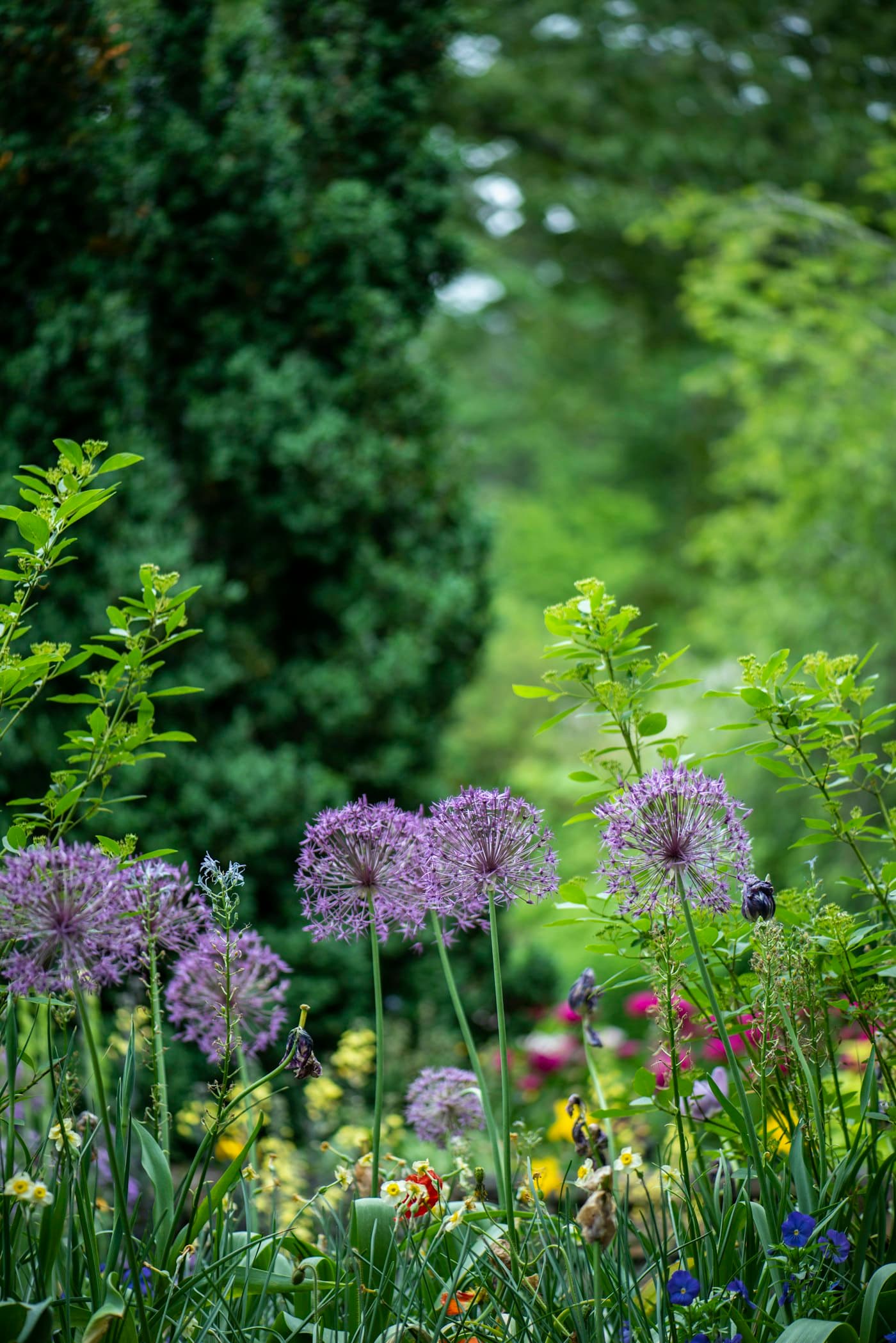 Garten im Frühling