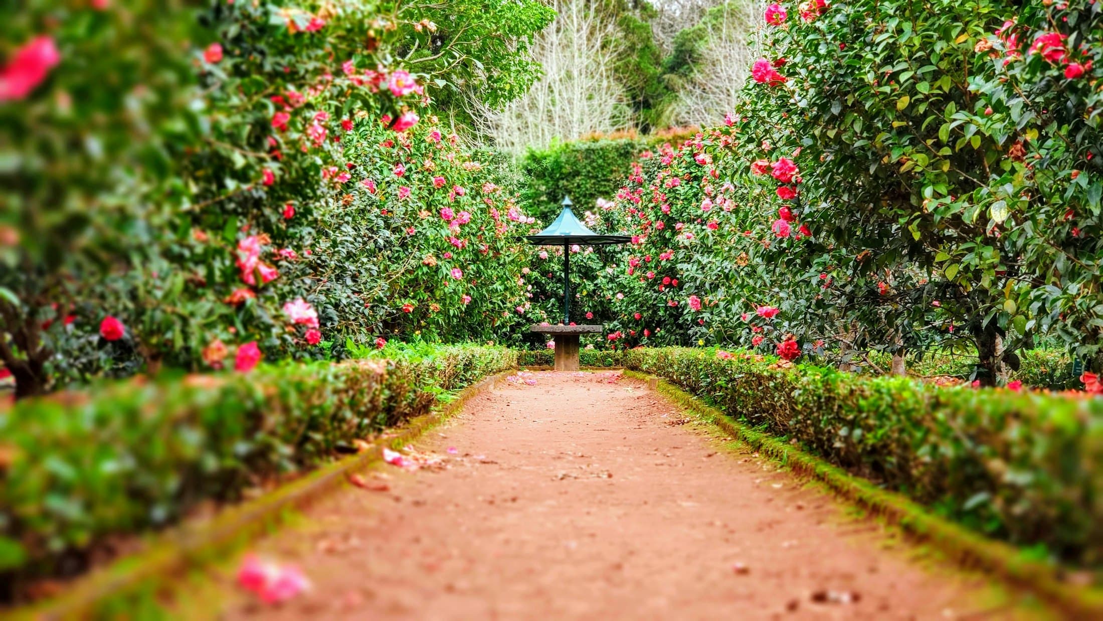 Gepflegter Garten mit Rasen, Stauden und Bäumen