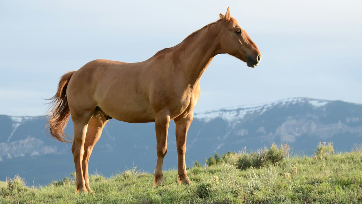 Pferd auf einer Weide vor Bergen